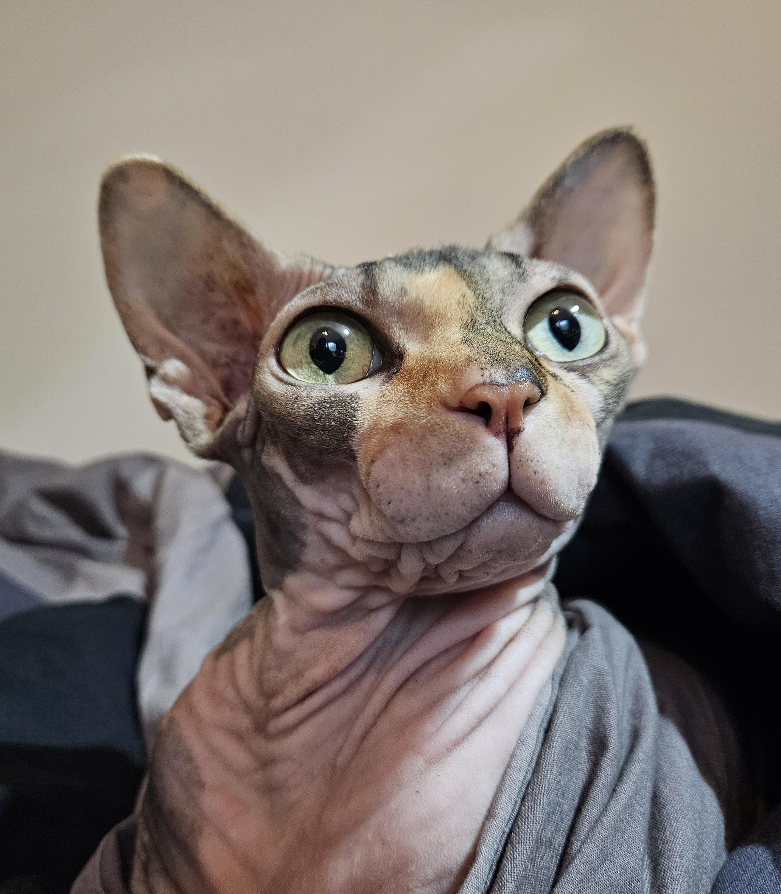 Tessu the Sphynx Cat